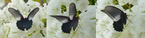 Papilio memnon