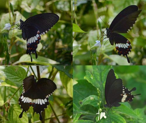 Papilio polytes