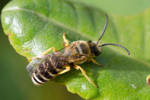 Réf. 201 491 : Halictus fulvipes