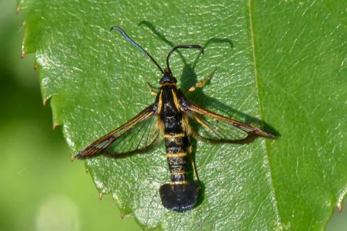 Réf. 201 145 : Synanthedon tipuliformis