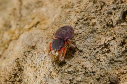 Réf. 201 086 : Ballus rufipes