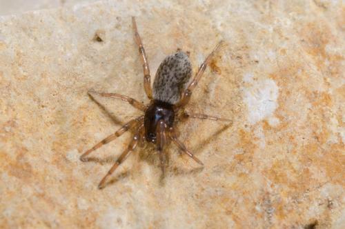 Réf. 201 115 : Gnaphosa alacris