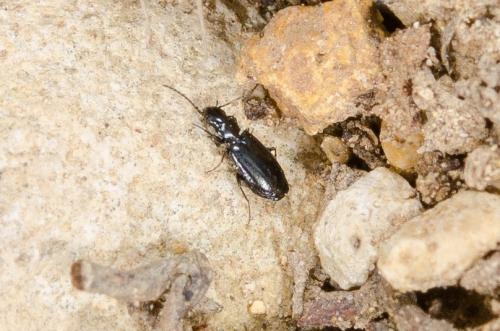 Réf. 201 089 : Microlestes sp.