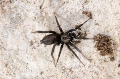 Zelotinae