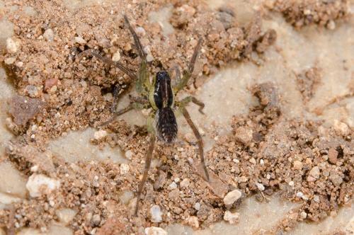 Hogna radiata