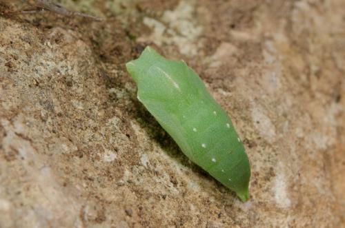 Lasiommata sp.