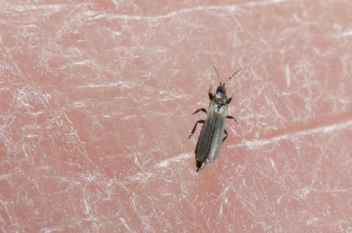 Melanthrips sp.