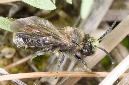 Andrena sp.