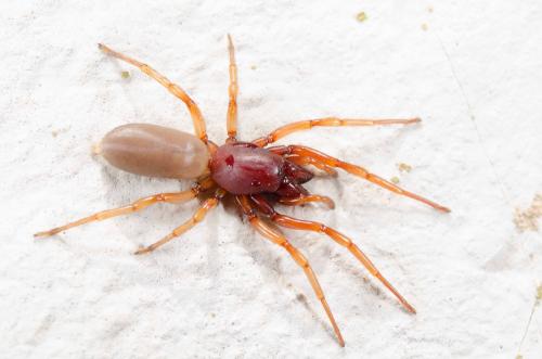 Réf. 201 901 : Dysdera sp.