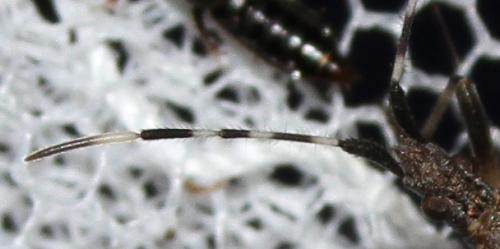 Dicranocephalus setulosus