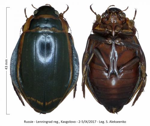 Dytiscus latissimus