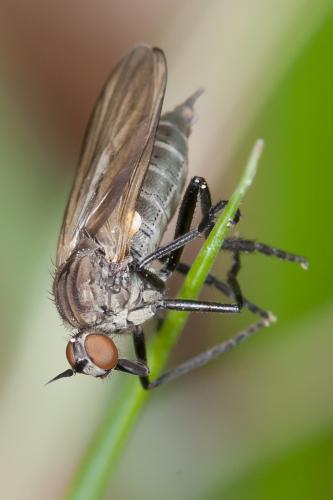 Rhamphomyia sp.