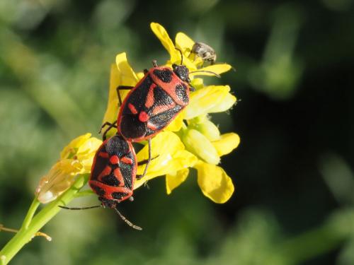 Eurydema rugulosa