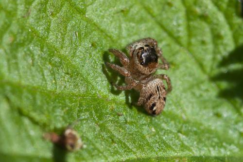 Evarcha arcuata