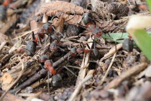 Réf. 201 874 : Formica pratensis