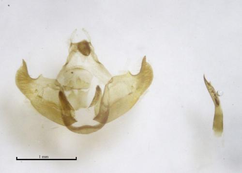 Réf. 201 784 : Depressaria pyrenaella