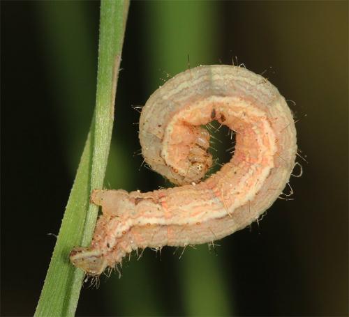 Camptogramma bilineata