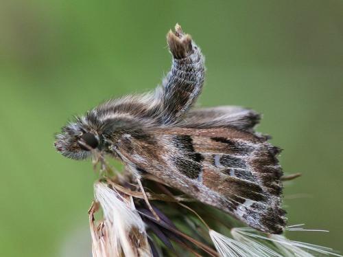 Réf. 201 443 : Carcharodus alceae