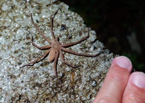 Réf. 201 823 : Heteropoda venatoria