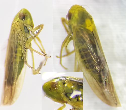 Elymana sulphurella