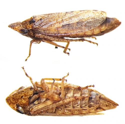 Réf. 201 066 : Aphrodes sp.
