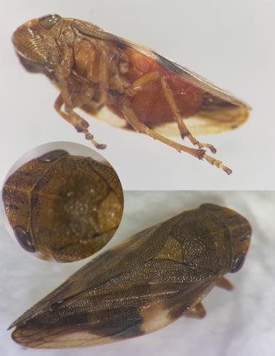 Aphrophora alni
