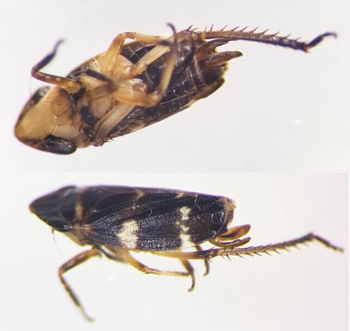 Aphrodinae