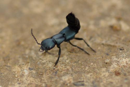 Ocypus ophthalmicus