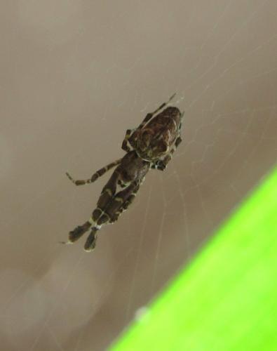 Réf. 201 661 : Uloborus plumipes