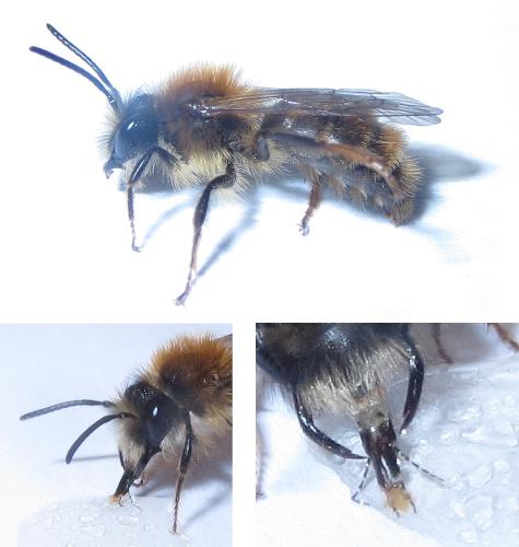 Réf. 201 912 : Andrena fulva