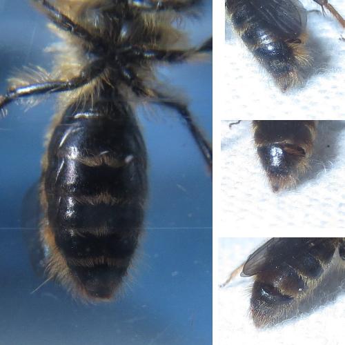 Andrena fulva