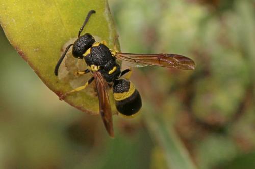 Réf. 201 186 : Stenodynerus sp.