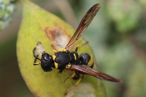 Réf. 201 187 : Stenodynerus sp.