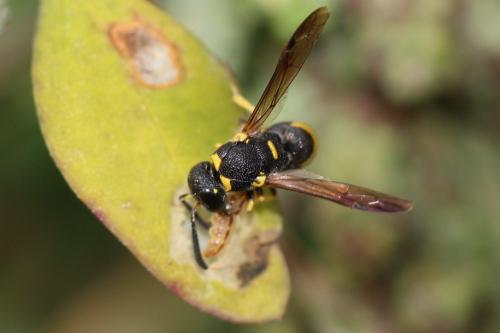 Réf. 201 188 : Stenodynerus sp.