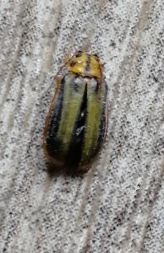 Xanthogaleruca luteola