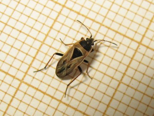 Réf. 201 858 : Xanthochilus quadratus