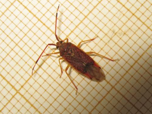 Pantilius tunicatus
