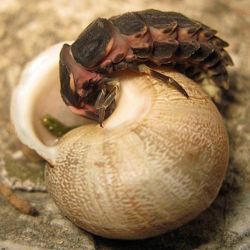 Lampyris raymondi