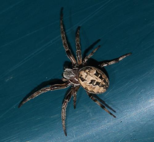 Réf. 201 534 : Larinioides sp.