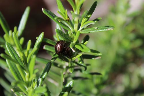 Chrysolina americana
