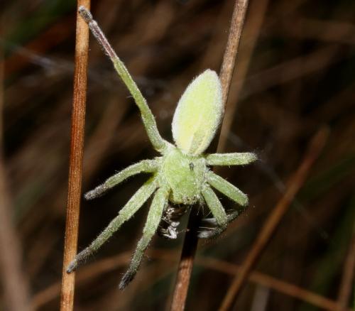 Micrommata ligurina