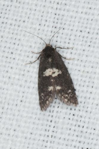 Réf. 201 983 : Diplodoma laichartingella