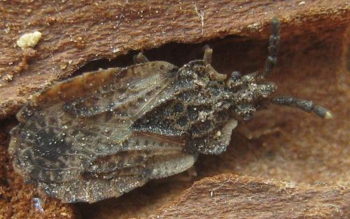 Aradus depressus