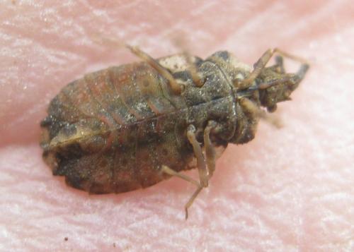 Aradus depressus