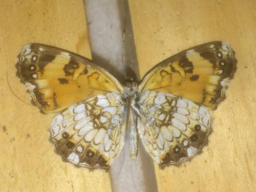 Réf. 201 193 : Chlosyne nycteis