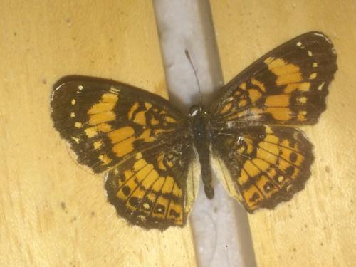 Réf. 201 194 : Chlosyne nycteis