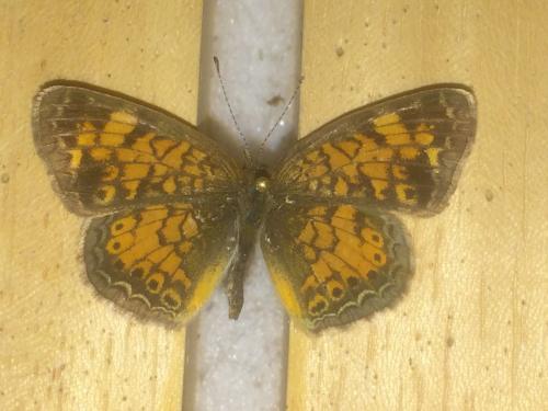 Réf. 201 195 : Phyciodes tharos