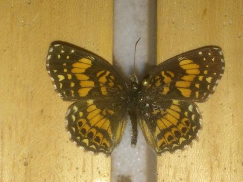 Réf. 201 196 : Chlosyne gorgone