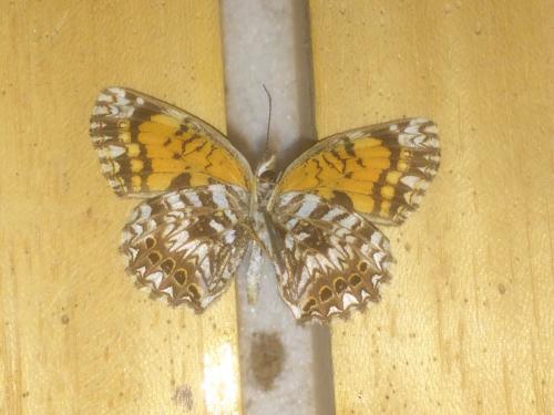 Réf. 201 197 : Chlosyne gorgone