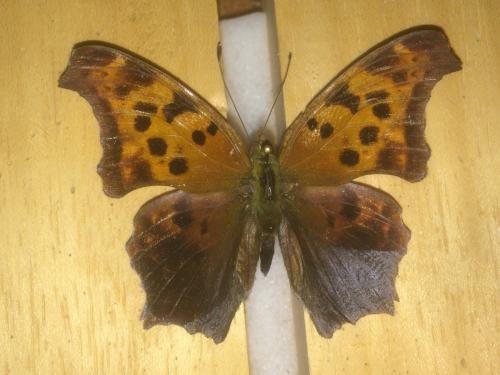 Réf. 201 199 : Polygonia interrogationis